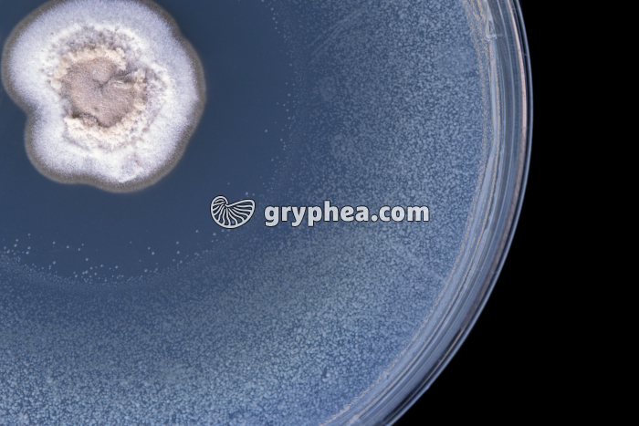 Expérience de Fleming - détail de la culture - découverte du premier antibiotique  - gryphea.org